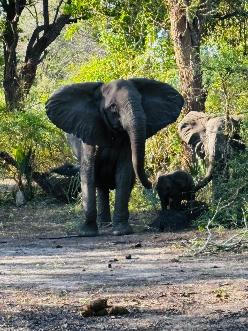 Safari im Gorongosa&nbsp;Nationalpark